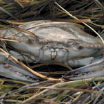 Blue crab