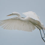 Great Egret