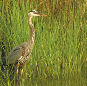 Heron in marsh.