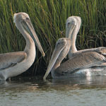 Brown Pelicans