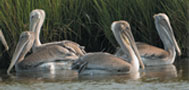 Brown Pelicans