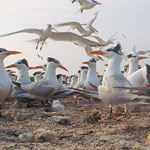 Royal Terns